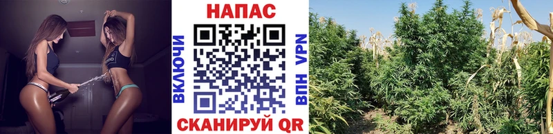 блэк спрут вход  Петров Вал  Бошки марихуана VHQ 